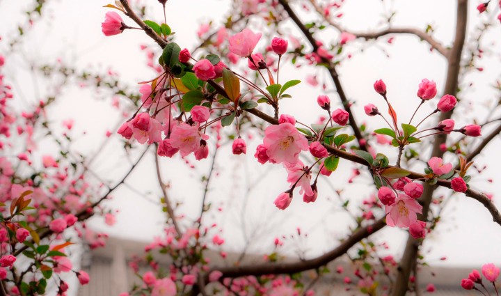 Japón - Es tiempo de floración en Honshu