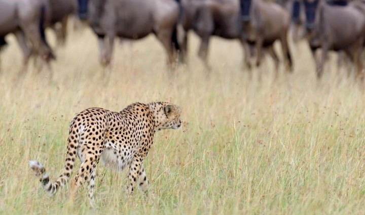 Kenya