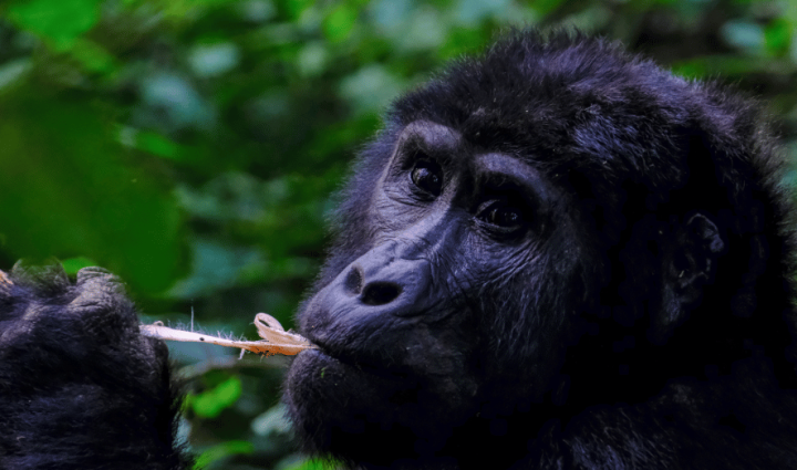 Uganda - Oeste de Uganda, de Murchison Falls a Bwindi. Gorila trek